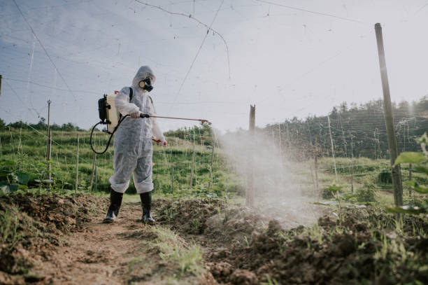 Best Termite Control Services  in Fife, WA