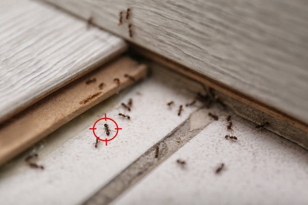Best Pest Prevention Services  in Fife, WA