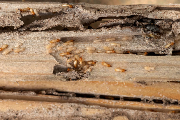 Best Commercial Pest Control Services  in Fife, WA